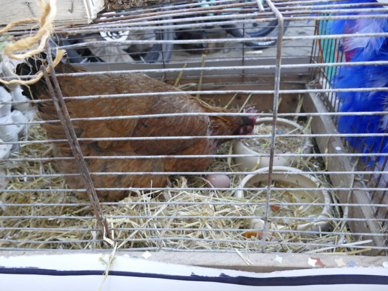 Fastnachtsdienstag 2025 – Foto 11